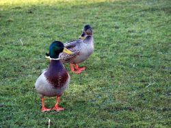 newnewinncaravanpark 099
